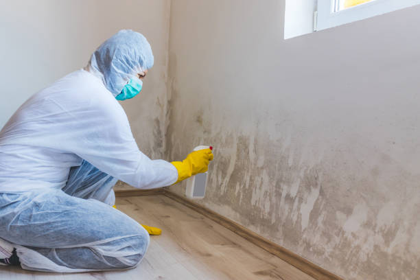 Licensed Mold Removal service in Fairhope, PA - WQB Mold Removal